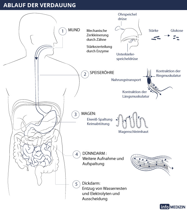 Illustration Ablauf Verdauung im Menschen