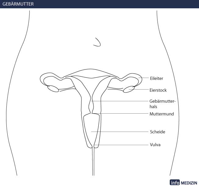 Aufbau der Gebärmutter